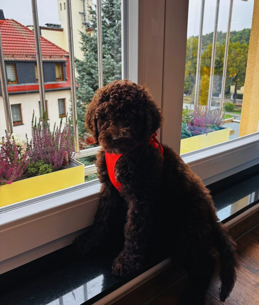 Unser Snoopy, das kleinste Teammitglied