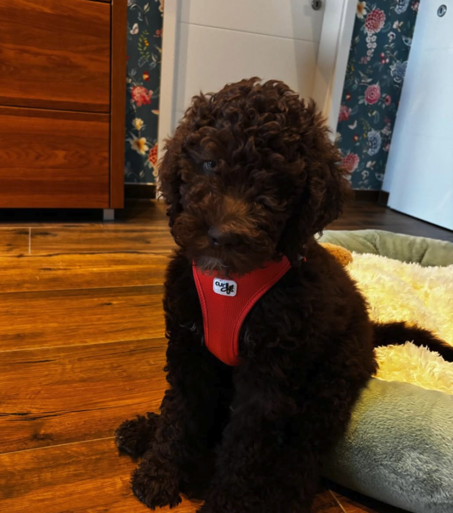 Unser süßer Snoopy, das kleinste Teammitglied